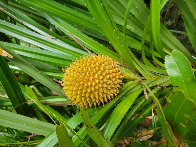 দুর্লভ ফল